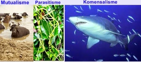 Komensalisme dan masing-masing contoh contoh parasitisme simbiosis mutualisme sebutkan 1 sebutkan masing